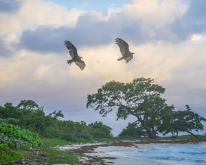 buzzards in flight over Jamaica beach at sunrise