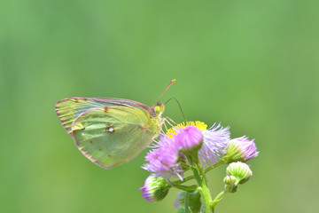 Colias erate