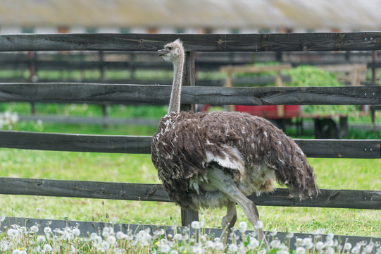 Ostrich behind the fence