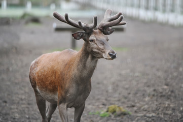 Red Deer in a Bialowieza forest