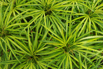 Green  leaves background shot from above. Best at smaller sizes.