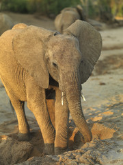 Fototapeta na wymiar Baby elephant standing in a dry river bed in Kenya, Africa