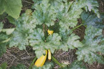 Yellow zucchini on plant