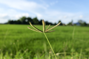 Grass is in rice field, Depth of Field