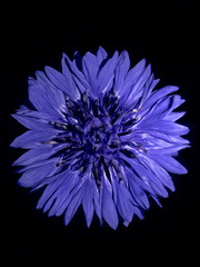 vacuum blue cornflower