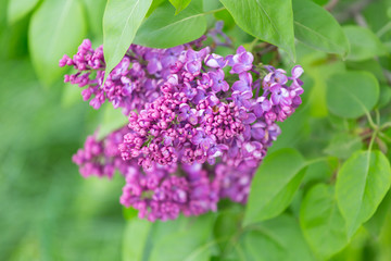 Fototapeta na wymiar Branch blossoming lilac closeup