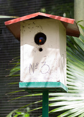 Loriquet dans cabane à oiseau
