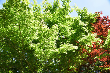春紅葉・カエデの新緑