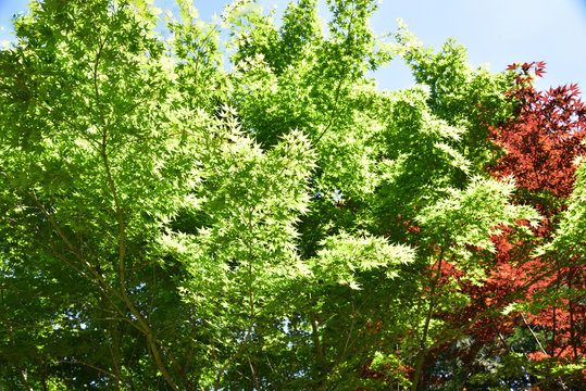 92 Best 野村紅葉 Images Stock Photos Vectors Adobe Stock