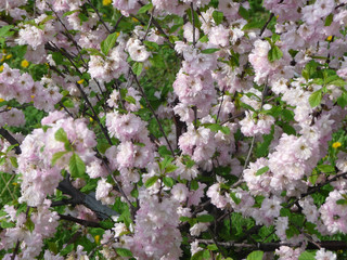 Sakura blossoms in the spring