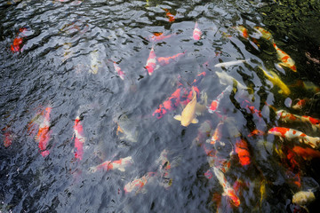 beautiful koi fish in pond