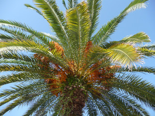 Fototapeta na wymiar The crown of palm trees on blue sky background