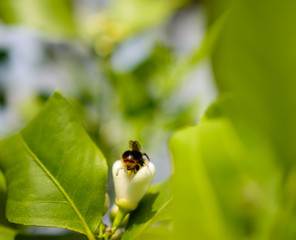 Fototapeta premium Bestäubung der Blüte im Sommer durch eine Biene 