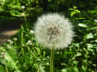 Obraz premium Löwenzahl