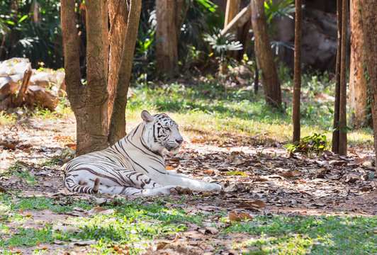White Bengal tiger relaxing in nature
