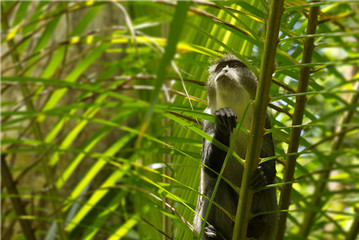 Sykes monkey in Jozani forest, Zanzibar, Tanzania - latin name: Cercopithecus albogularis