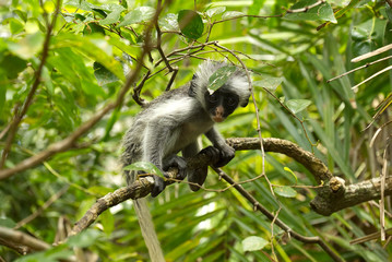 Young red colobus monkey in Jozani forest national park, Zanzibar, Tanzania