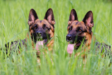 German Shepherd dog lies in the grass