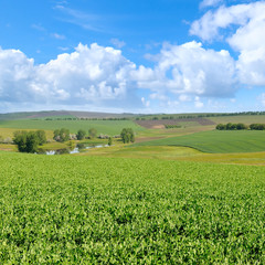 Fototapeta na wymiar green field and blue sky with light clouds