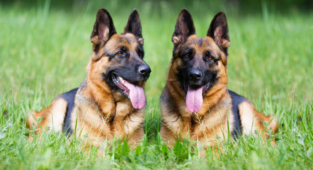 German shepherd dog in the grass