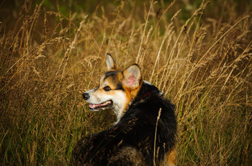 Welsh Pembroke Corgi dog in field of long grass looking back