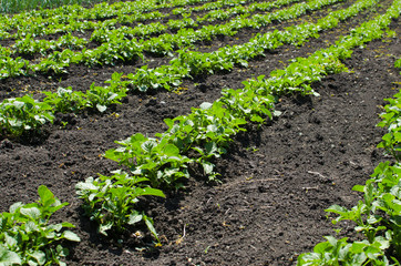 Beds of ascending potatoes