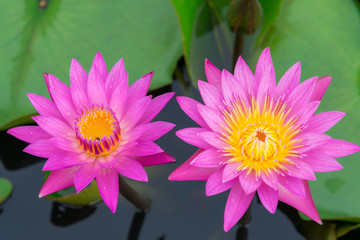 Top view of pink water lily flower. 