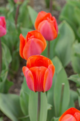 tulips in spring closeup