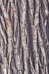 wood or bark texture, filter effect