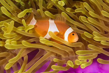 Clown Anemone Fish