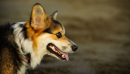 Welsh Pembroke Corgi dog portrait against wet sand