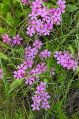 Garden flowers