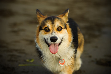Welsh Pembroke Corgi dog