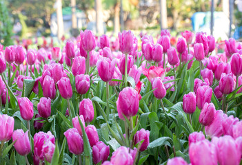 Pink tulip flower fields blooming in the garden