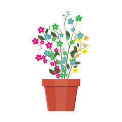 Flower plant in flower pot. Decoration home plant.