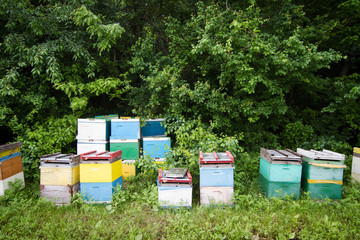 beehives by the edge of a green forest