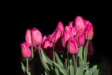 Bouquet of pink tulips.