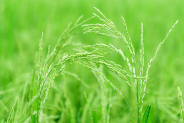 
Close up green rice field.
