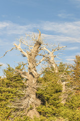Forest Tree, Patagonia, Argentina