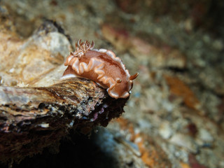 Glossodoris rufomarginata Nudibranch, Sea Slug