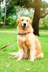 Fototapeta premium golden retriever sitting