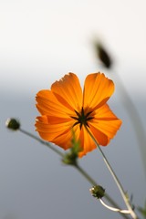 オレンジ&minus;２