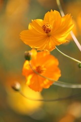 オレンジ&minus;１