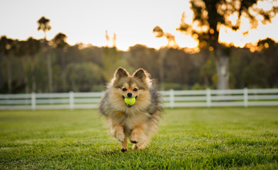 Fototapeta na wymiar Pomeranian dog running on grass with ball