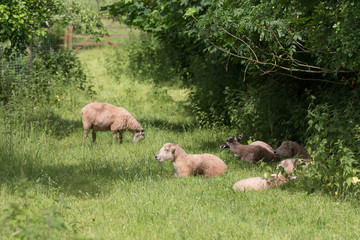 Idillic landscape with sheep, lambs, ram on field