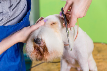 Fox terrier getting his hair cut