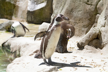 Naklejka premium manchot