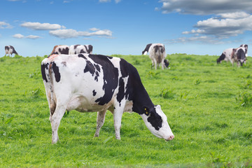 Naklejka na ściany i meble Perfect farm cows on a green meadow