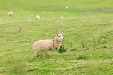 Idillic landscape with sheep, lambs, ram on field