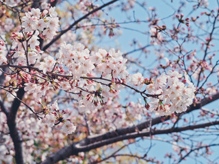 Beautiful Pink Sakura Flowers in Japan, Selective Focus with Color filter effect
